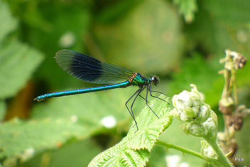 Banded Demoiselle (Calopteryx splendens) - Kostenloses image #370735